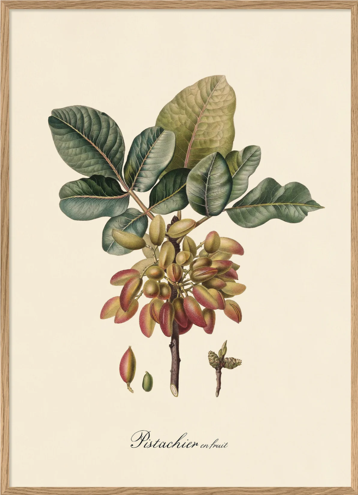 Pistachier 50x70