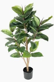 FIKUS ROBUSTA