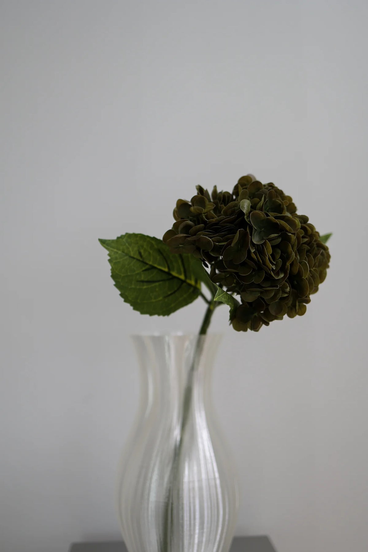 Hydrangea  Faded Green