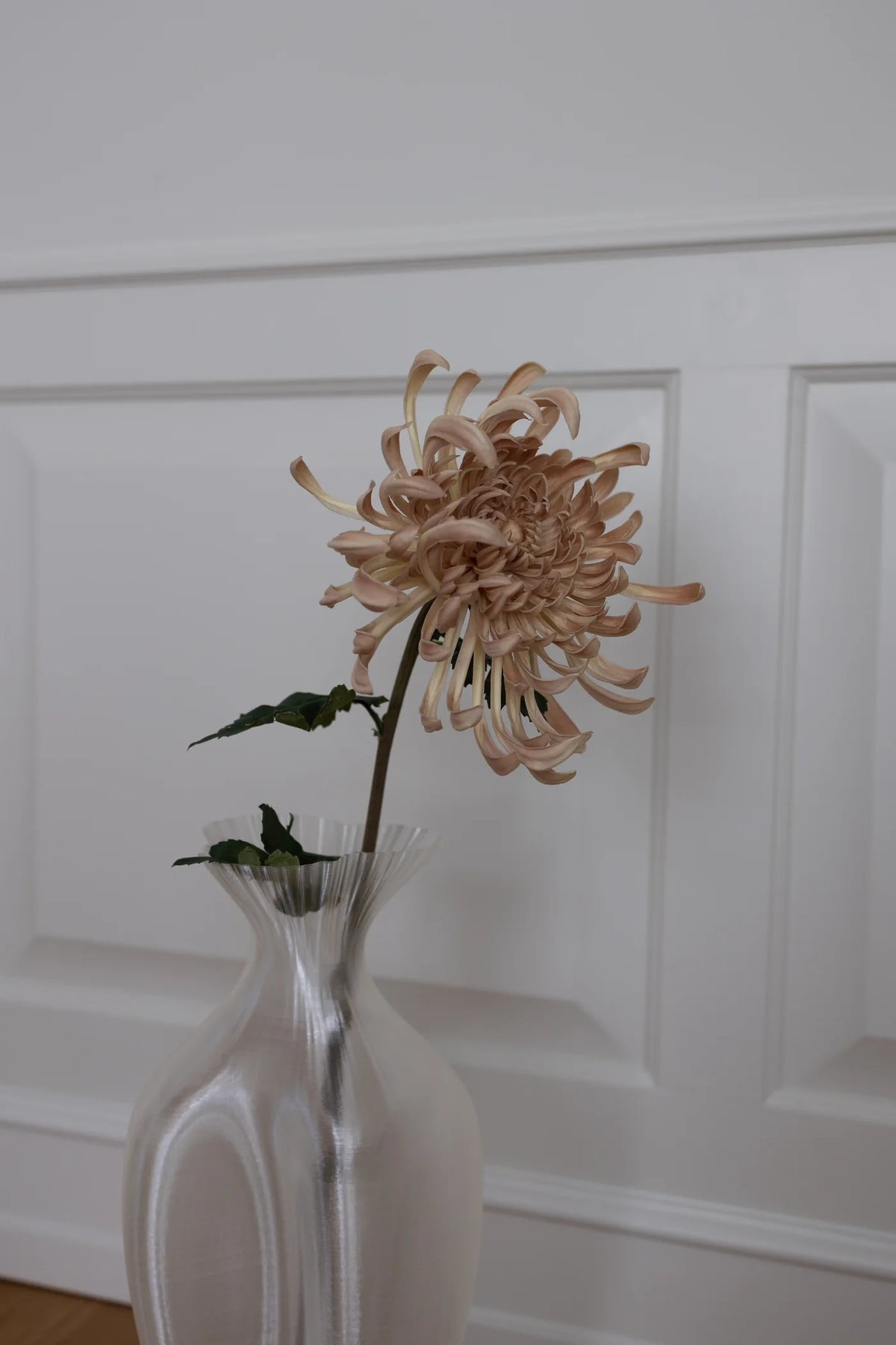 Chrysanthemum BEIGE