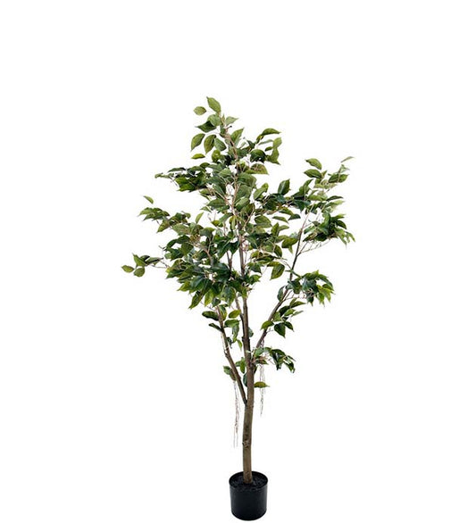 FIKUS BENJAMIN 150cm