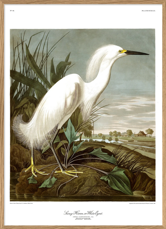 Snowy Heron 70x100  Oak