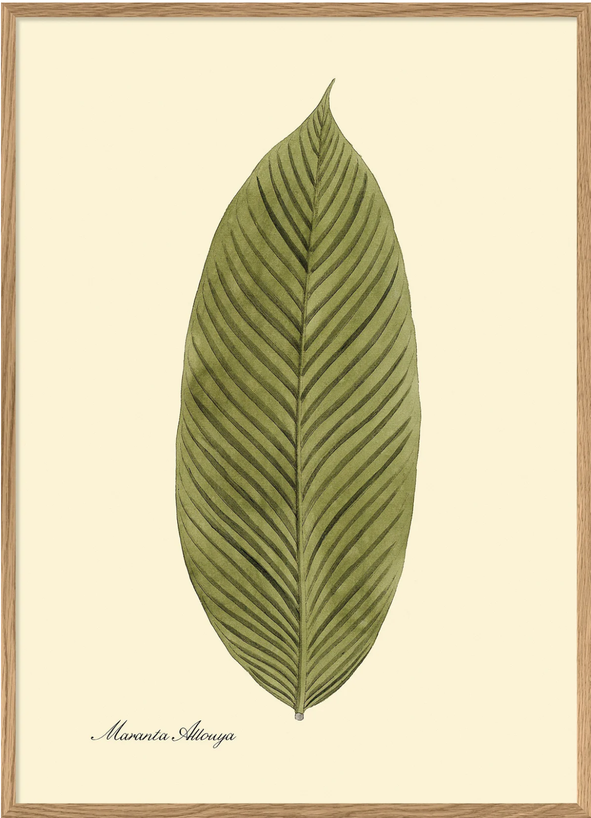 Maramta Allouya 30x40 Oak