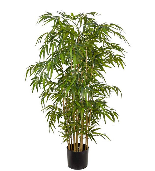 Bambu