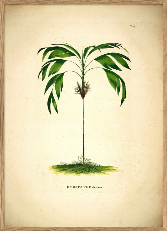 HYOSPATHE ELEGANS 50x70