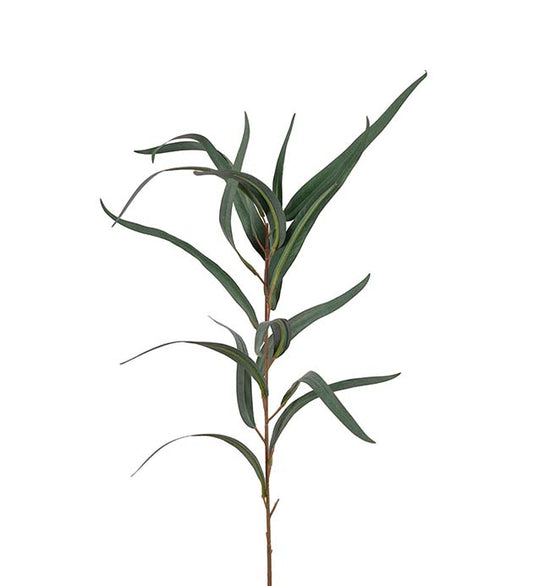 EUCALYPTUS