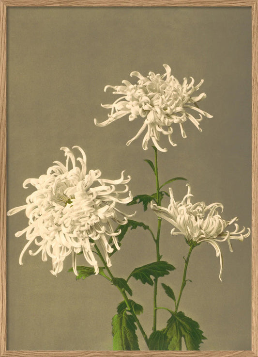 WHITE CHRYSANTHEMUM 70X100