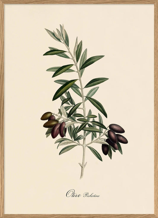OLIVE PICHOLINE 30X40