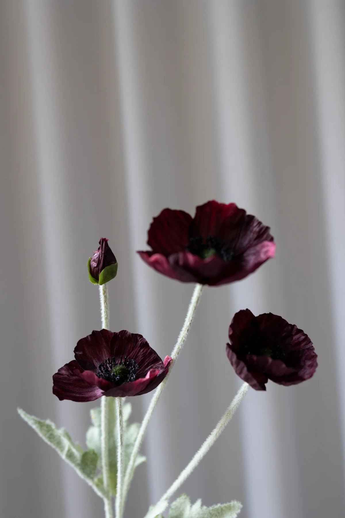 BORDEAUX POPPY