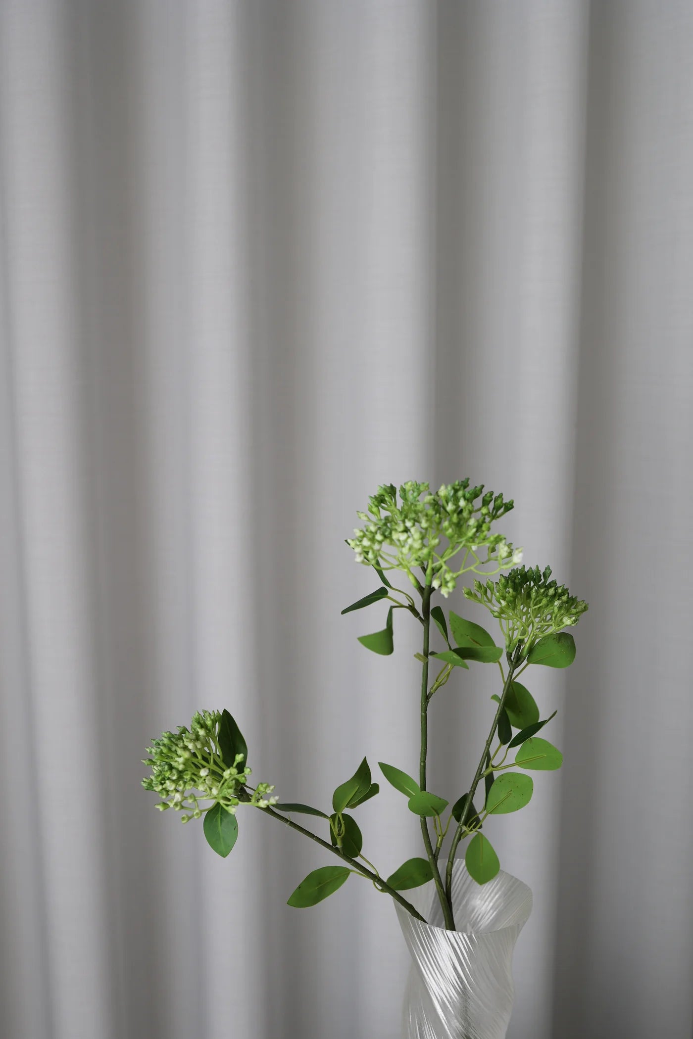 PHOTINIA GREEN