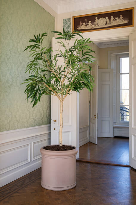 FICUS ALII TREE XL H 230