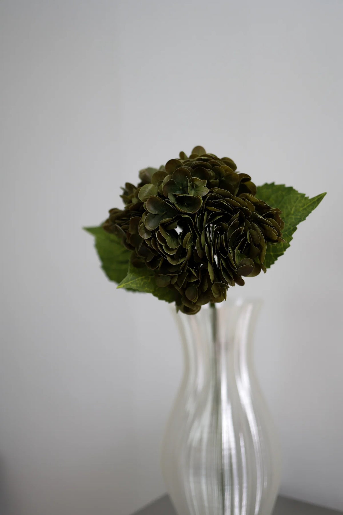 Hydrangea  Faded Green