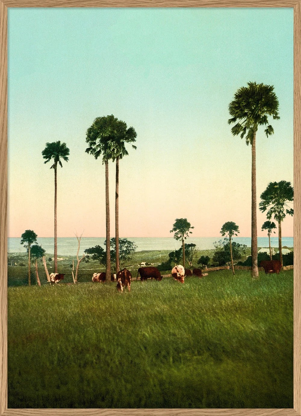 Cabbage Palms 50x70