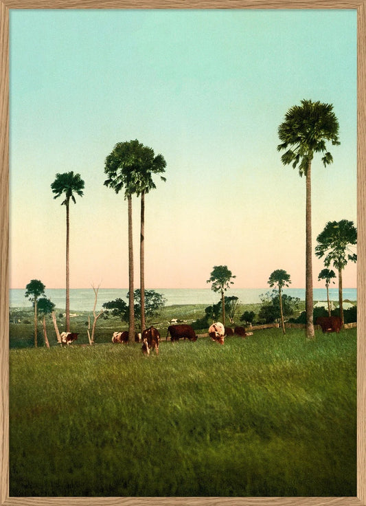 Cabbage Palms 50x70