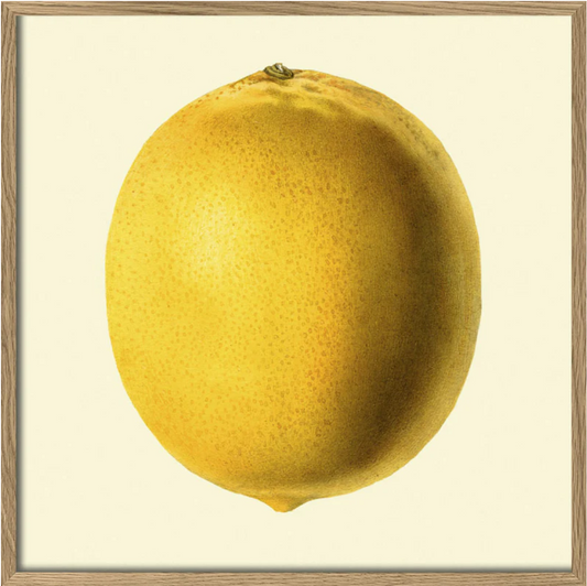 Lemon Closed 30x30