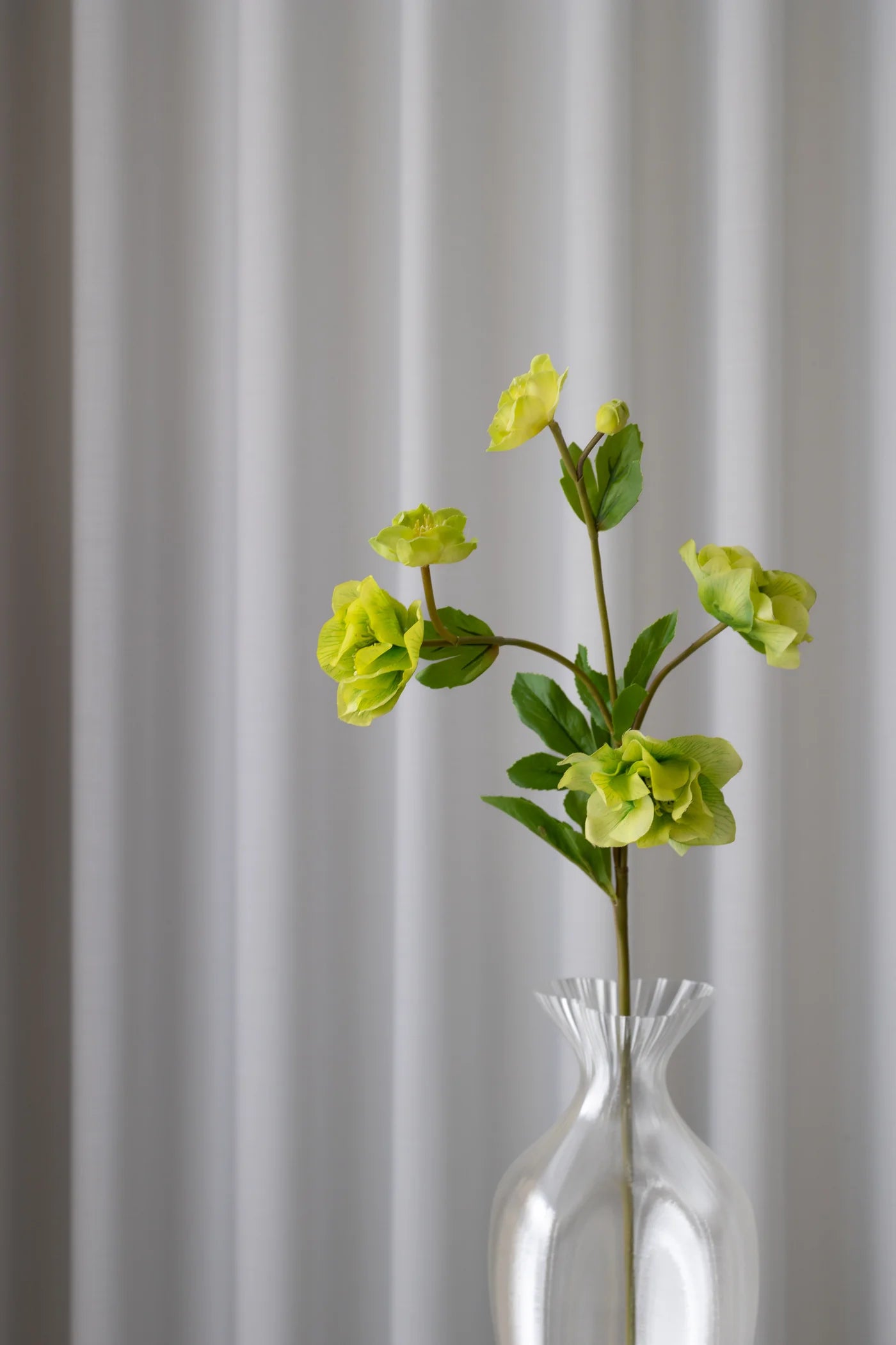 Hellebore Flower GREEN