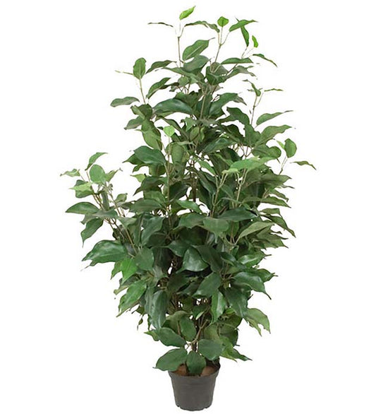 FIKUS BENJAMIN 80CM