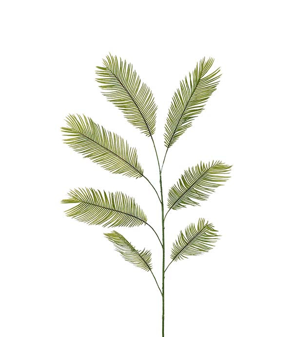 CYCASBLAD
