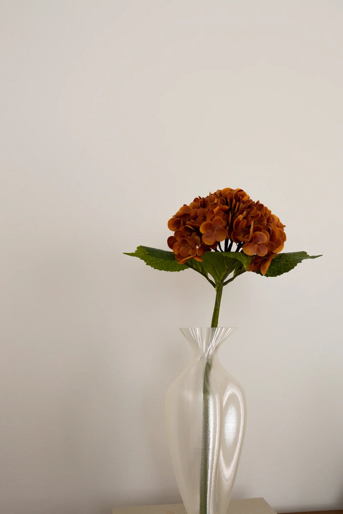 Hydrangea  Dusty Orange