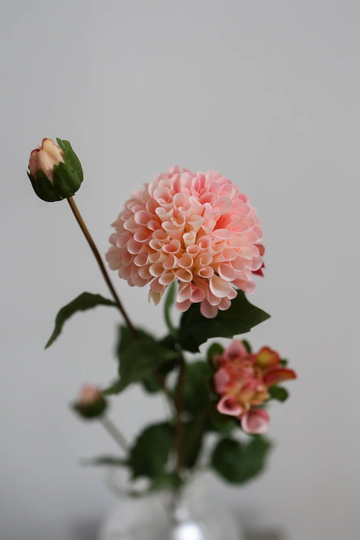 DAHLIA LIGHT PINK