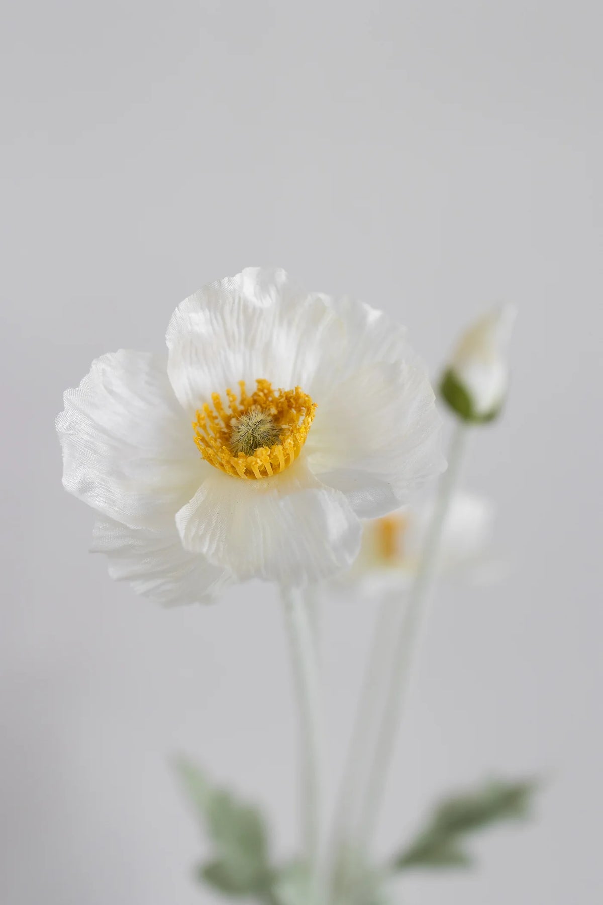 CREAM POPPY