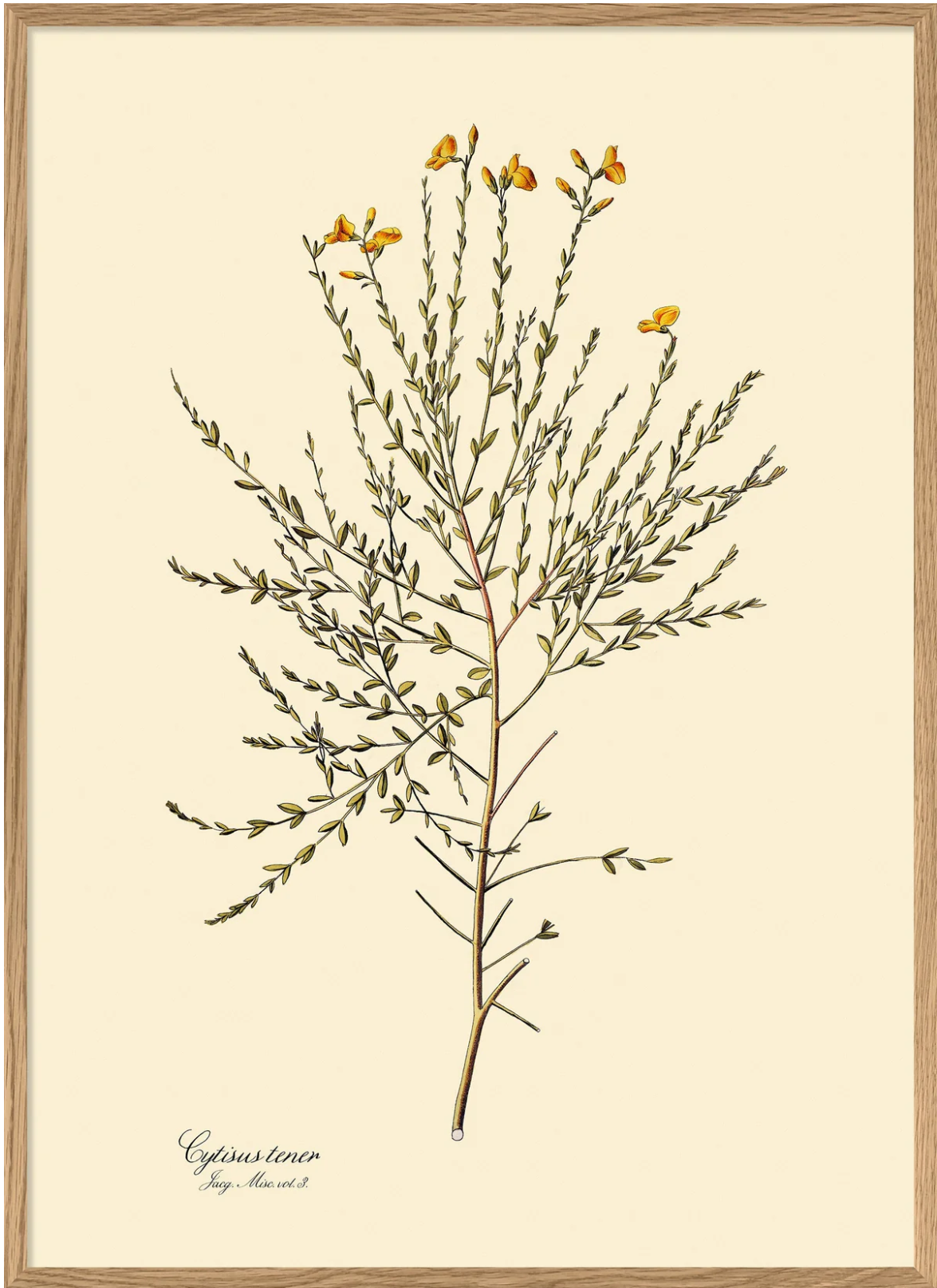 Cytisus Tener 100x140