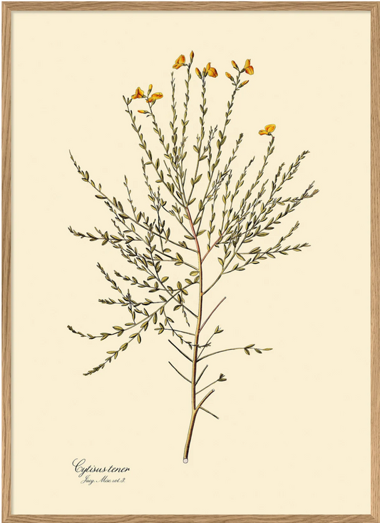 Cytisus Tener 100x140