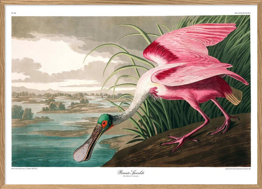 ROSEATE SPOONBILL 50x70