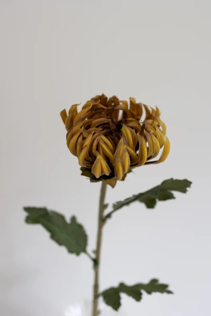 CACTUS DAHLIA Dusty