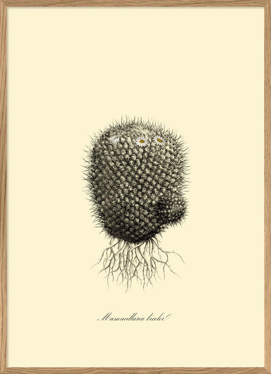 MAMMILLARIA LICOLOR 30X40