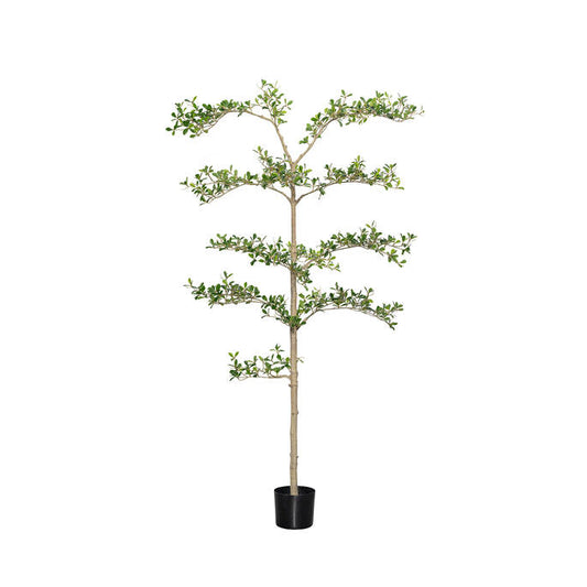 BUCHIDA BUCERAS SHADY LADY TREE L H 180CM