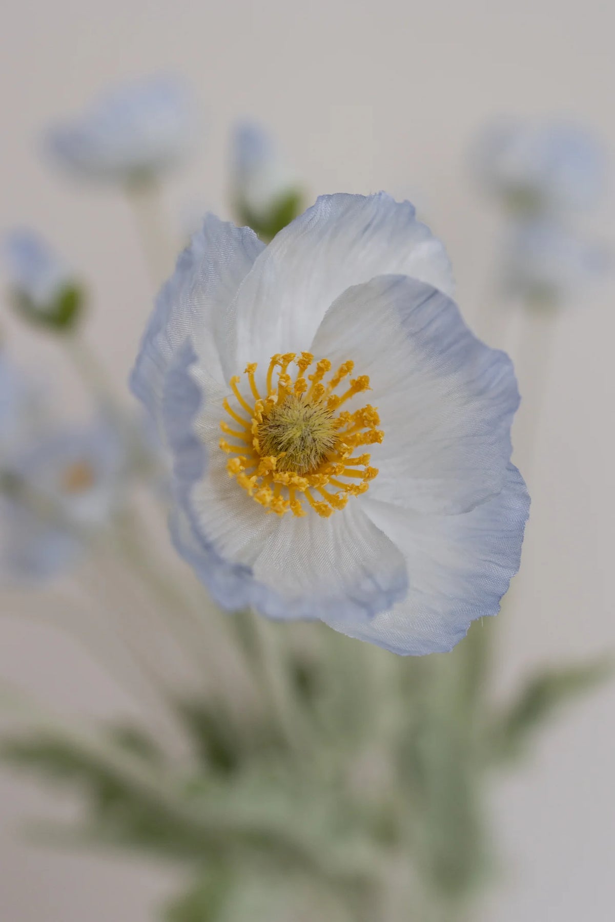LIGHT BLUE POPPY