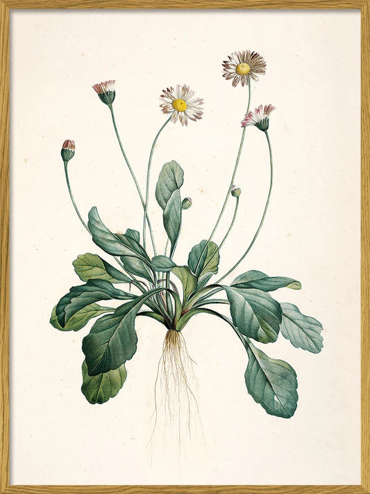 Bellis Perennis 30x40