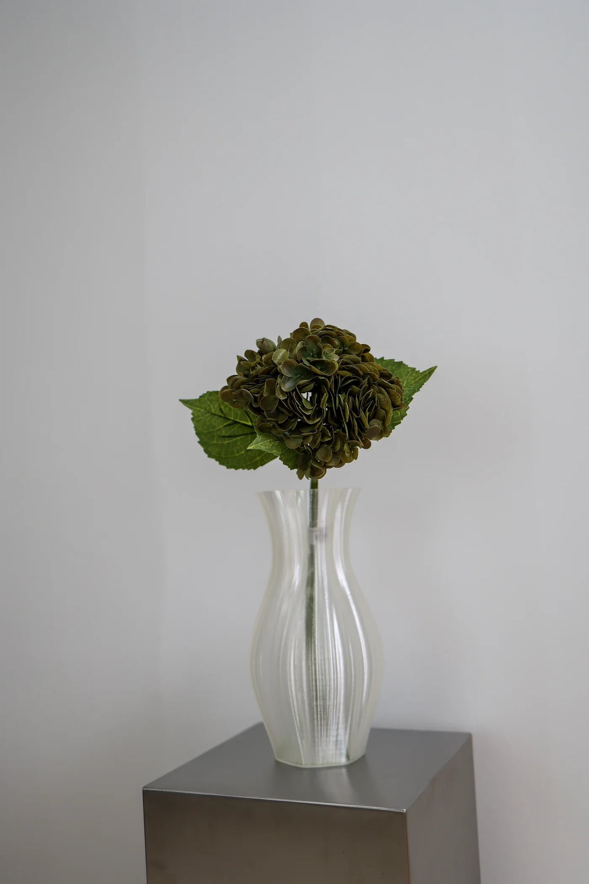 Hydrangea  Faded Green