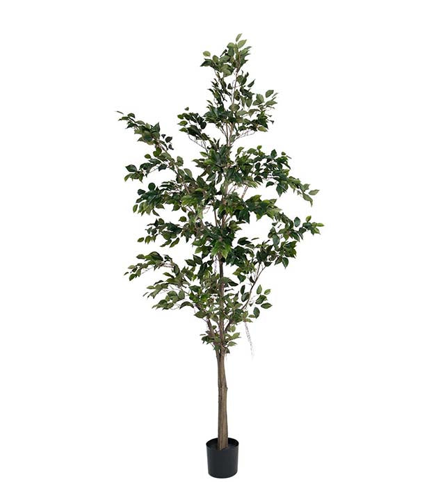 FIKUS BENJAMIN 240CM