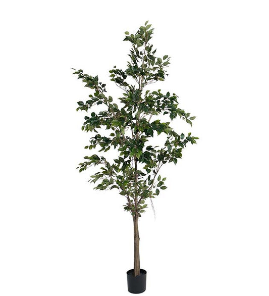 FIKUS BENJAMIN 240CM