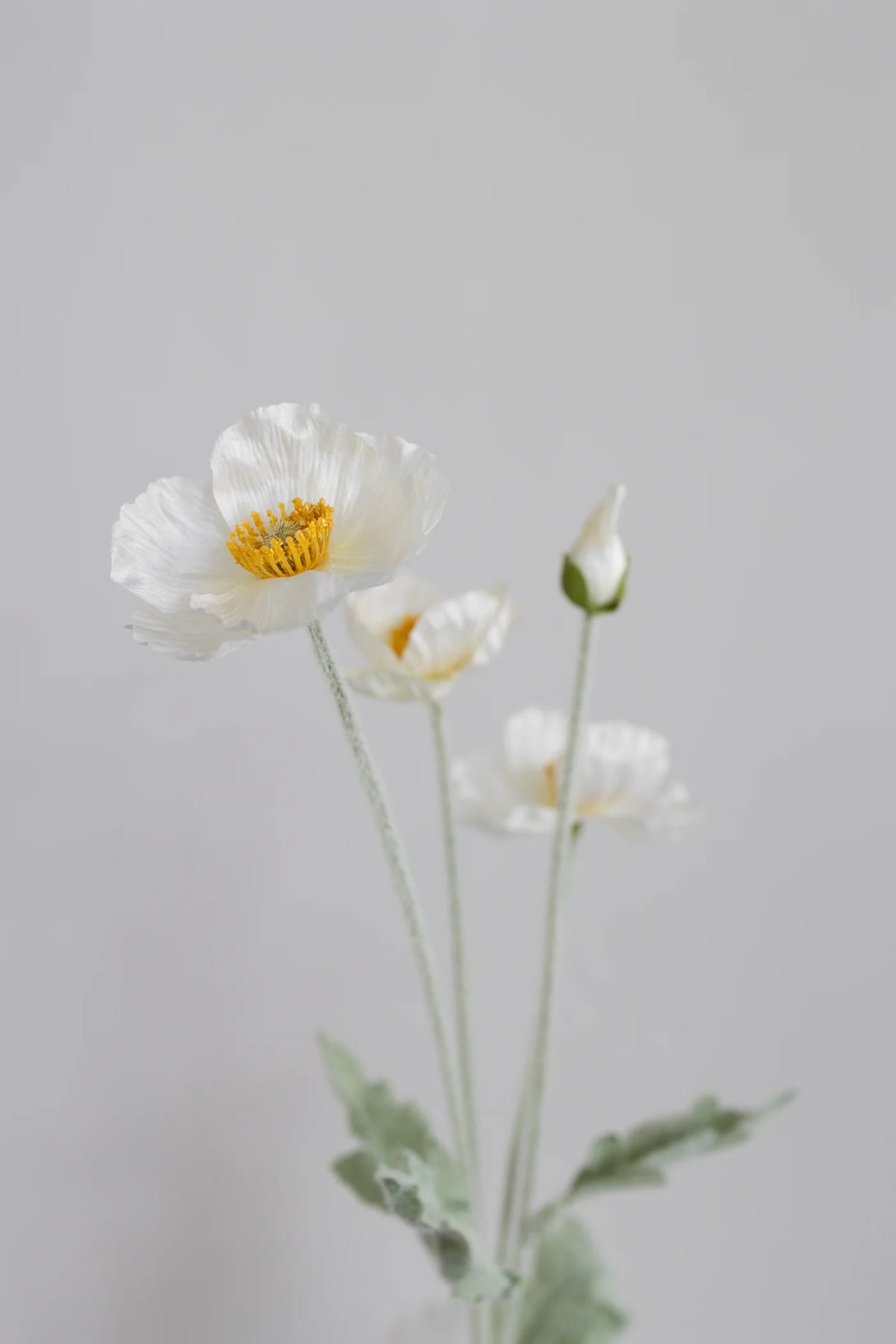 CREAM POPPY
