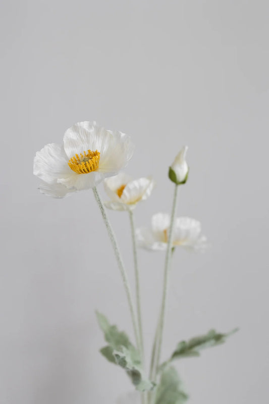 CREAM POPPY