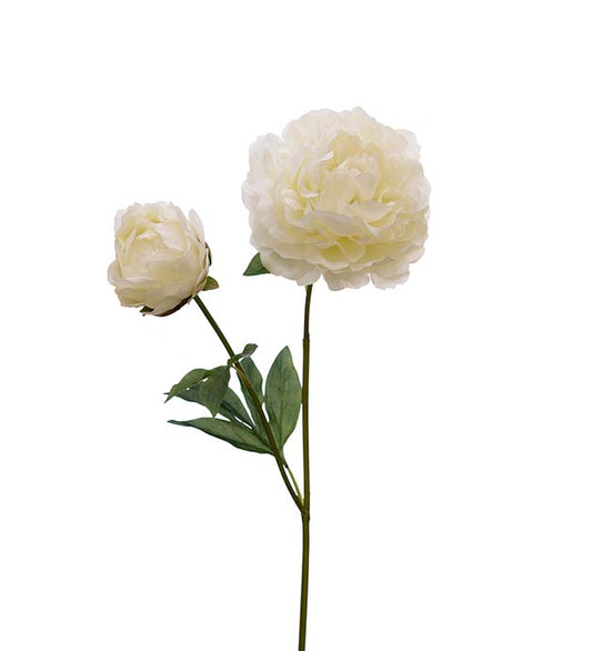Pion H75cm
