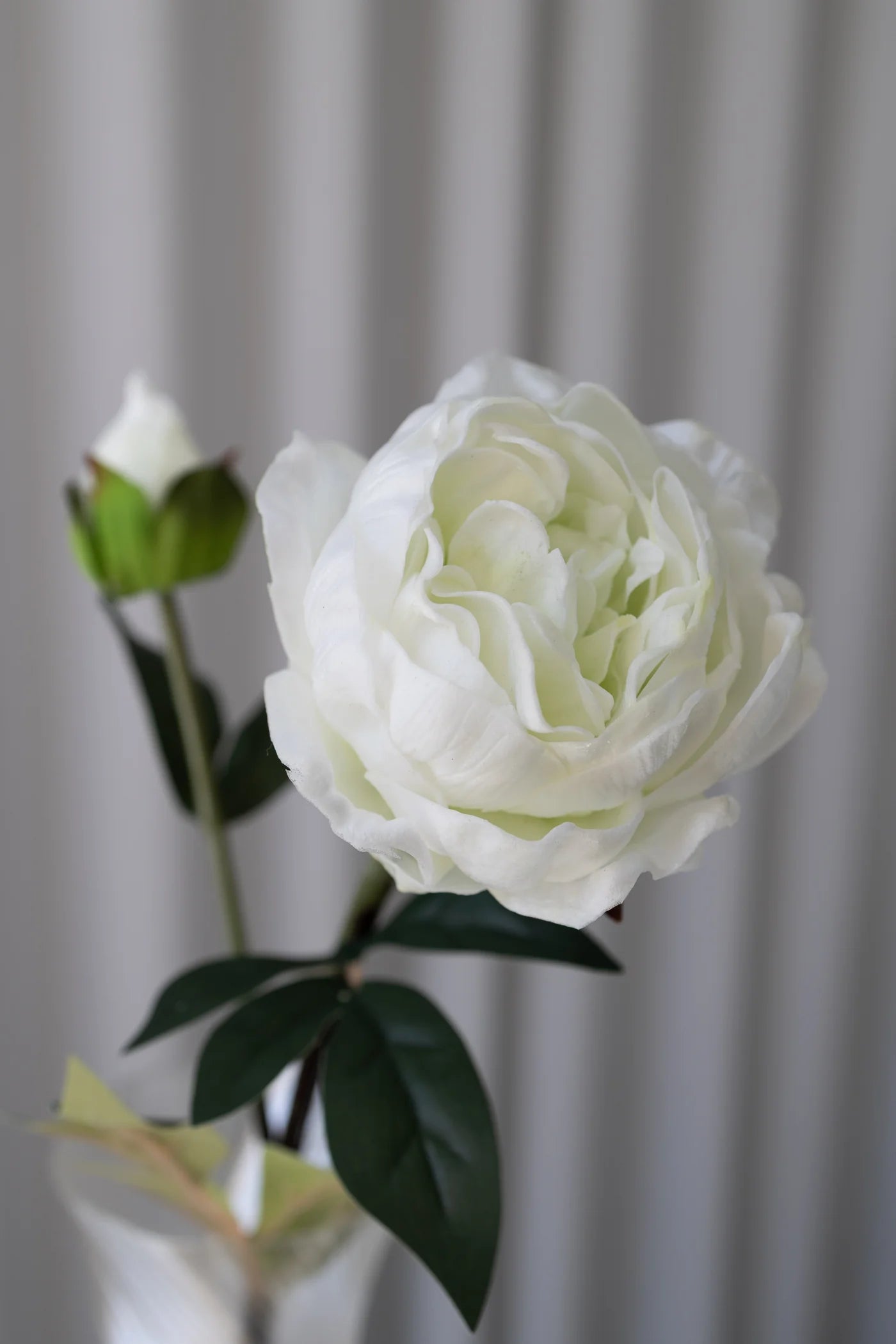 CLOSED PEONY WHITE