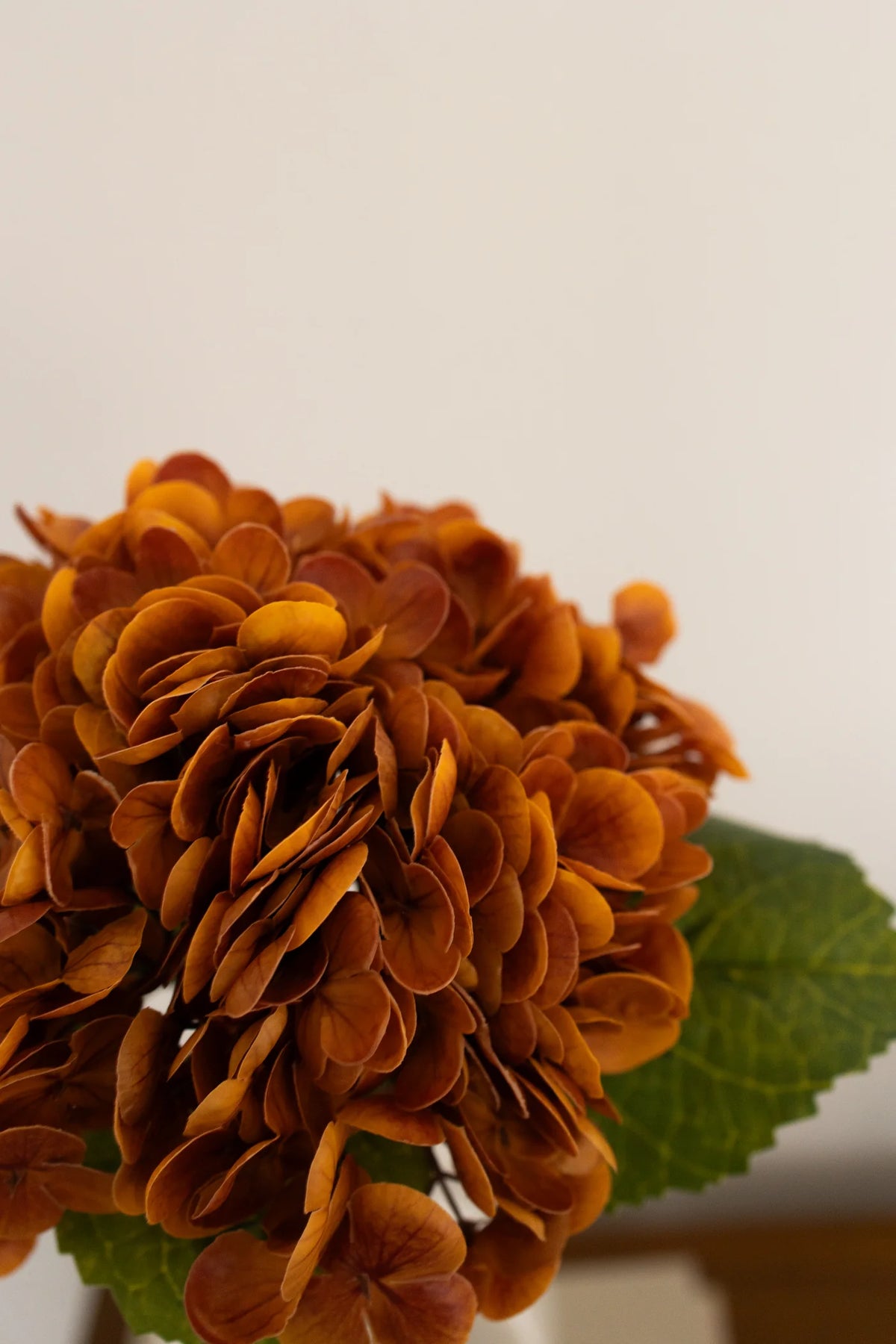 Hydrangea  Dusty Orange