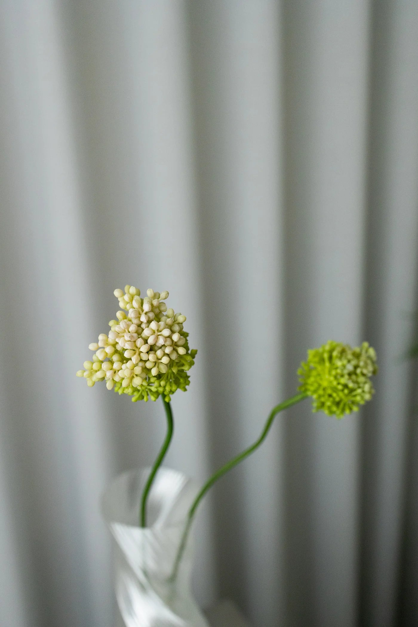DANDELION GREEN