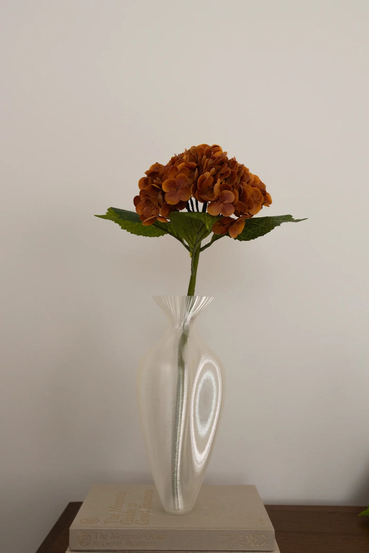 Hydrangea  Dusty Orange