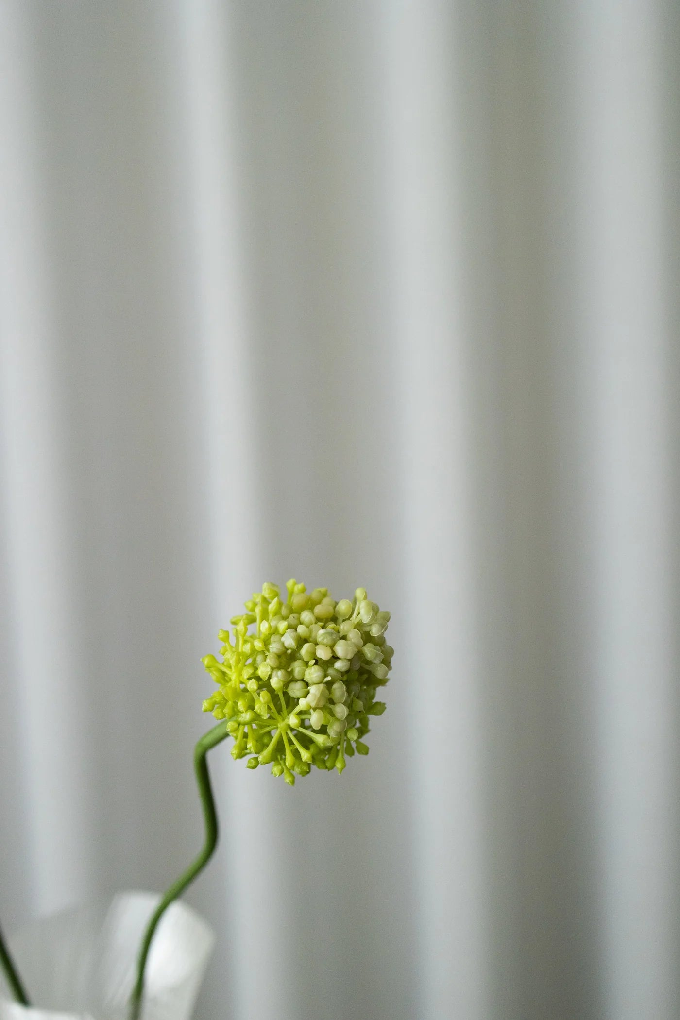 DANDELION GREEN