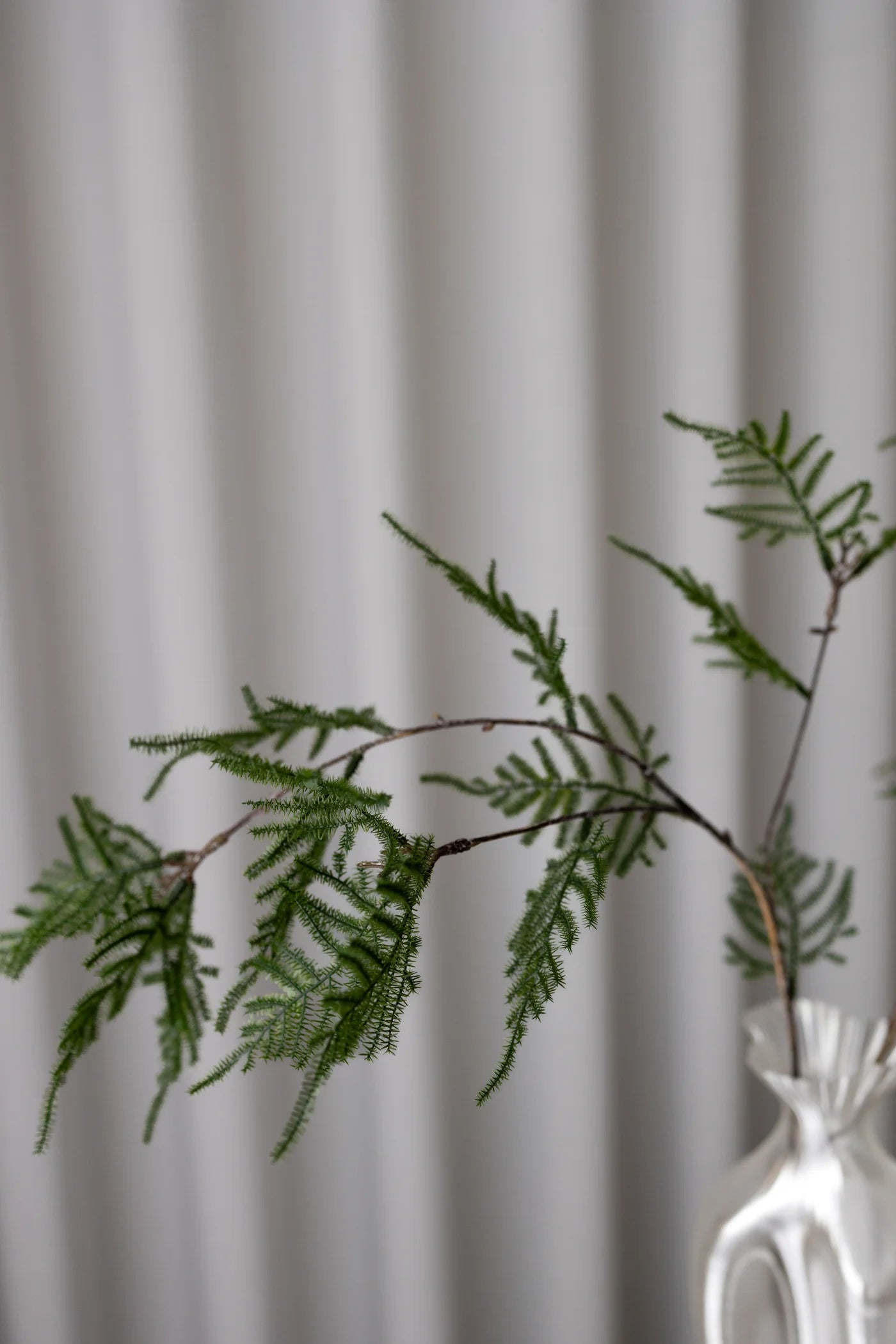 ASPARAGUS DARK GREEN