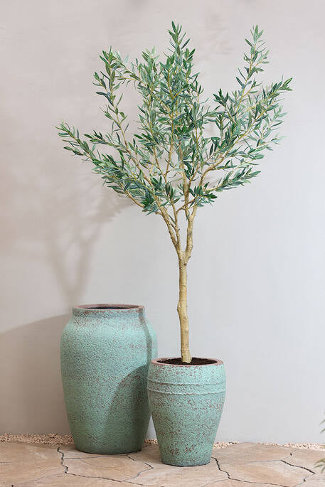 OLEA EUROPAEA TREE  L H 180