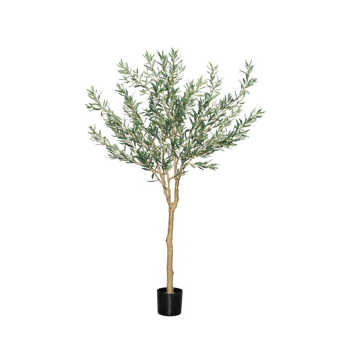 OLEA EUROPAEA TREE XL H 240