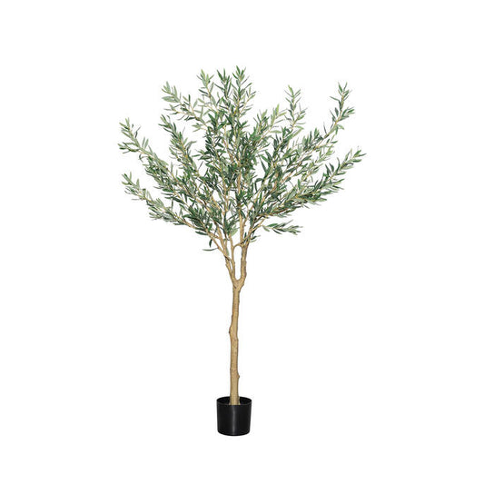 OLEA EUROPAEA TREE XL H 240