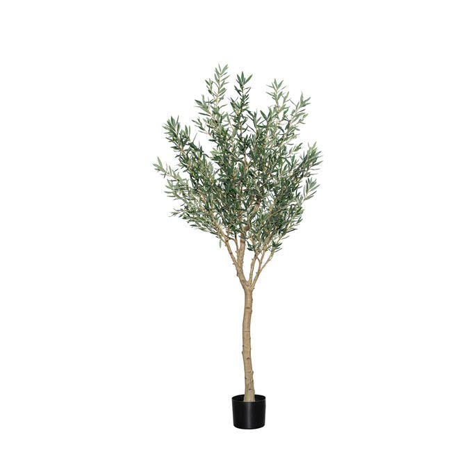 OLEA EUROPAEA TREE XL H 240