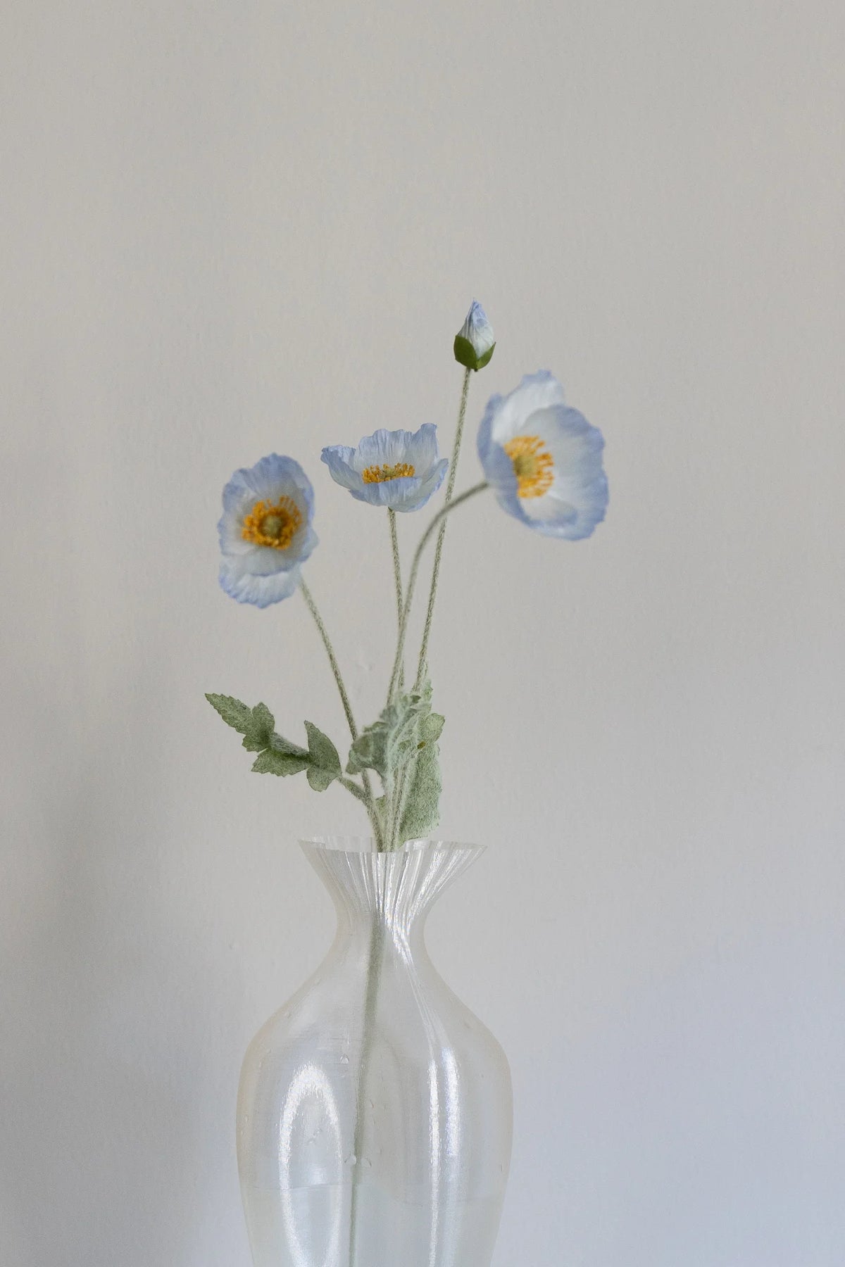 LIGHT BLUE POPPY